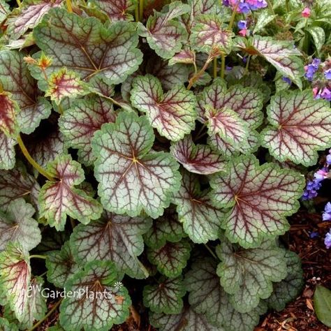 Picture of Heuchera ‘Green Spice’ Coral Bells Coral Bells Plant, Black Eyed Susan Vine, Alchemilla Mollis, Passion Vine, Plantain Lily, Honeysuckle Vine, Peruvian Lilies, Globe Amaranth, Lenten Rose