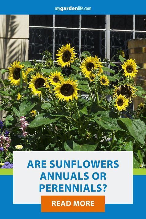 Are sunflowers annual or perennial? There are actually various types of sunflowers, and knowing which type of sunflower you’re considering is the key to identifying whether it is annual or perennial. Save this pin for a handy guide to help you identify the different types of sunflowers and know which of these bright flowers you can grow for only one season and which will return every year. Harvesting Sunflower Seeds, Backyard Hacks, Perennial Sunflower, Types Of Sunflowers, Mexican Sunflower, Growing Sunflowers, Flower Growing, Giant Sunflower, Planting Sunflowers