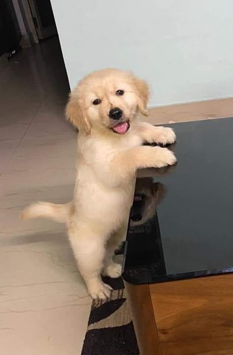 Puppy Snapchat, Awkward Humor, Pet Dog Pictures, Dog Snap, Dog Snapchats, Cute Golden Retriever, Cute Dog Wallpaper, Cute Dogs Images, Famous Dogs