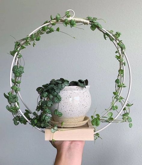 Indoor Plant Trellis Ideas, Plant Trellis Ideas, Houseplant Trellis, Indoor Plant Trellis, Indoor Trellis, Plant Trellis, Trellis Ideas, نباتات منزلية, Diy Trellis