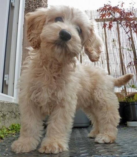 Cockapoo Pictures, Yorkie Poodle, Cockapoo Puppy, Cocker Spaniel Mix, Dog Standing, Cockapoo Dog, Cockapoo Puppies, Yorkshire Terrier Puppies, Doodle Dog