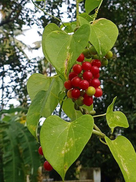 #Heart-leaved moonseed #Indian Tinospora #Gulancha #Amritabel#Madhuparni,Gulvel #Tinospora cordifolia Chinese Money Plant, Herbaceous Perennials, Traditional Medicine, Flower Seeds, Small Flowers, Garden Seeds, Home Remedies, Perennials, Soil