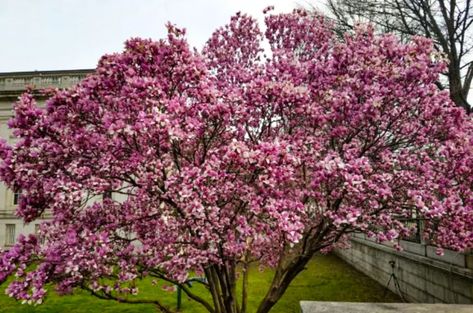 Jane Magnolia Tree Facts — PlantingTree.com Magnolia Tree Landscaping, Trees For Small Yards, Jane Magnolia Tree, Jane Magnolia, Tree Facts, Fringe Tree, Simple Landscape, Small Yard Landscaping, Small Yards