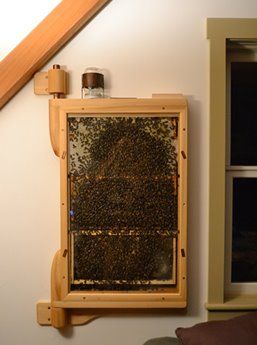 Indoor beehive! Indoor Beehive, Beehive Diy, Observation Hive, Keeping Bees, Backyard Bee, Raising Bees, Seventh Generation, Bee House, Copper Tube