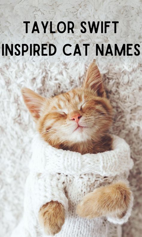 75 Creative Taylor Swift Inspired Cat Names - In The Playroom Taylor Swift Inspired Cat Names, Taylor Swift Pet Names, Taylor Swift Names, Taylor Swift Cats, Boy Cat Names, Girl Cat Names, Unique Cat Names, Taylor Swift Cat, Cute Cat Names