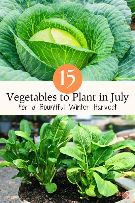 Maximize your winter harvest by planting these 15 vegetables in July. These plants are ideal for thriving in colder weather, providing fresh produce throughout the winter. Get the best gardening tips to help your winter garden succeed. #Gardening Prepping Garden For Winter, Winter Garden Ideas, Planting Spinach, Winter Planting, Garden 101, Vegetables To Plant, Beds Diy, Seed Starter Kit, Winter Vegetables Gardening