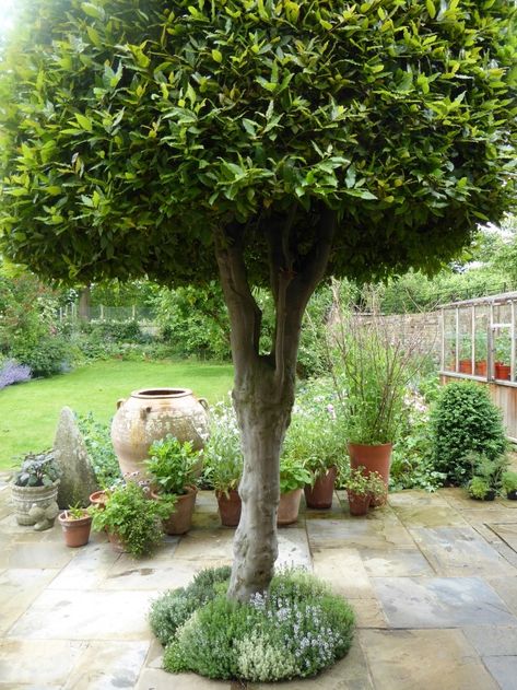 Garden Visit: At Home with Writer Daisy Garnett in London White Lilac Tree, Thyme Lawn, Bay Leaf Tree, Grass Painting, Bay Tree, Australian Garden, Big Garden, Garden Trees, Back Garden