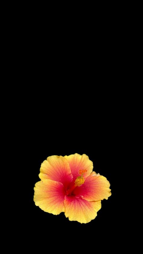 Yellow Flower Wallpaper Aesthetic, Flower Background Yellow, Hibiscus Flower Black Background, Flower Black Background, Flower Lockscreen, Yellow Flower Wallpaper, Black Flowers Wallpaper, Flowers Black Background, Retro Wallpaper Iphone