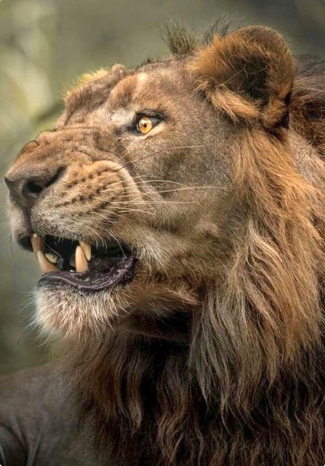 The warning: angry lion’s expression is notice to get out of town. Lion Snarl, Lion Decor, Animal Anime, Aesthetic Animals, Photo Animaliere, Lion Photography, Lions Photos, Beautiful Lion, Gato Grande