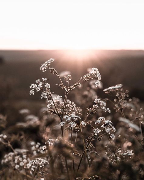 One from my birthday, because cow parsley. And that light. Have a good one x Julia Smith, Follow Your Bliss, My Reflection, Cow Parsley, Joseph Campbell, Brown Flowers, My Birthday, Parsley, All Black