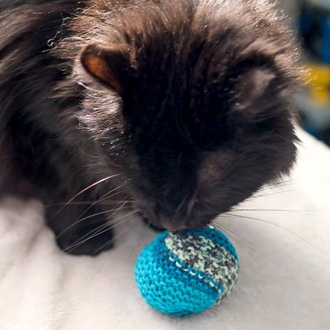 Thinking about buying your cat a new toy? Before you do that, check out this super simple tutorial on How to Knit a Cat Toy! This adorable knit cat toy is perfect for your cat to bat and chase around the room. Stuff some catnip in before sewing the ball shut and your cat will have something to entertain them for hours to come. The best part about these toys is that since they are knitted, they are soft and won't do any damage if your cat becomes too aggressive at playtime! Knit Cat Toys, Knitted Slouch Hat, Knit Cat, Baby Booties Knitting Pattern, Poncho Knitting Patterns, Knitted Hats Kids, Scrap Yarn, Baby Sweater Knitting Pattern, Knitted Cat