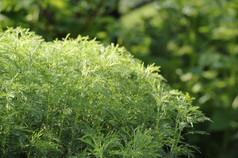 One of the lesser known herbs, or rather underutilized in some regions, is the southernwood herb plant, also known as southernwood Artemisia. Learn more about this plant is the article that follows. Southernwood Herb, Home Remedies For Fleas, Mugwort Herb, Flea Remedies, Flea Repellent, Artemisia Annua, Japanese Pagoda, Sweet Annie, Types Of Herbs