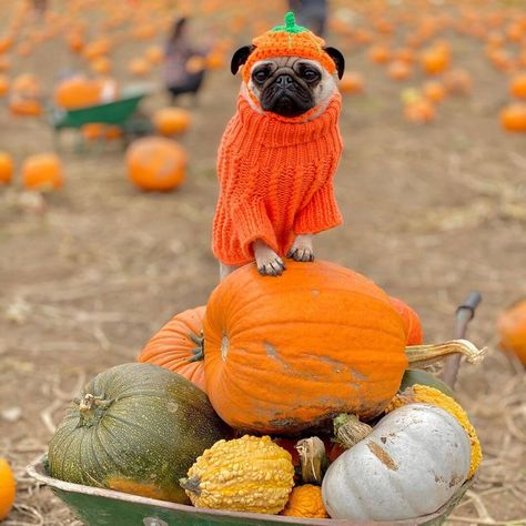 Pug Halloween Costumes, Martial Arts Master, Pugs In Costume, Waiting For Halloween, Smartest Dog Breeds, Trendy Halloween Costumes, Smart Dog, Trendy Halloween, Chocolate Ice Cream