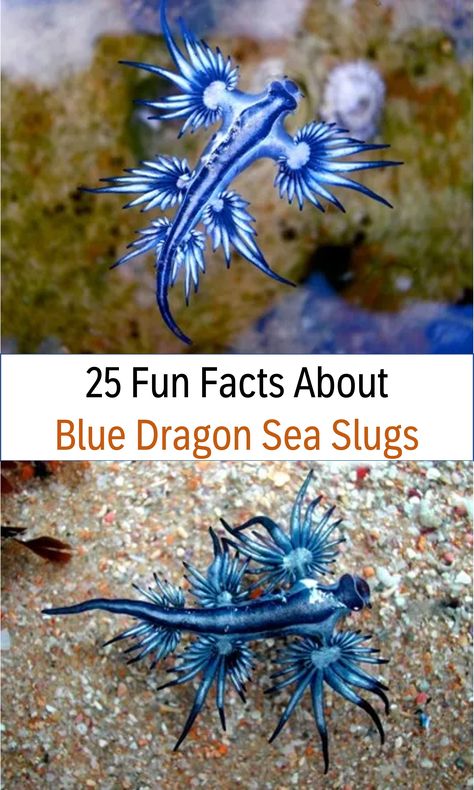 Over 25 amazing fun facts about Blue Dragon Sea Slugs, 25 fun facts about Blue Dragon Sea Slugs for kids, plus learn more about where they live, what they eat, what they do, and so much more! #funfacts #bluedragon #seaslugs Blue Dragon Nudibranch, Blue Dragon Slug, Sea Slug Art, Blue Dragon Sea Slug, Blue Sea Dragon, Blue Sea Slug, Deep Sea Animals, Glaucus Atlanticus, Dragon Facts