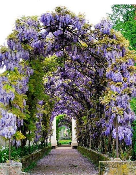 Garden Pathway Ideas, Nature Pictures Flowers, Flower Archway, Pathway Ideas, Diy Home Garden, Wisteria Flower, Pictures Flowers, Ideas For Backyard, Bonsai Tree Types