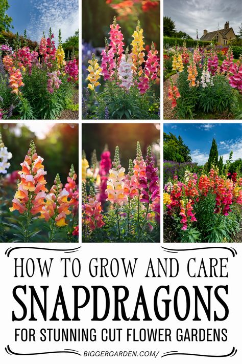 Snapdragon flowers are the best cut flowers to grow for any picking garden. Learn how to grow snapdragons, plan your garden core, and create unique cut flower arrangements with plants unique to your planning garden. Growing Snapdragons, Best Cut Flowers To Grow, Cut Flowers To Grow, Snapdragon Flowers, Flowers To Grow, Cut Flower Garden, Flower Gardens, How To Grow Taller, How To Grow