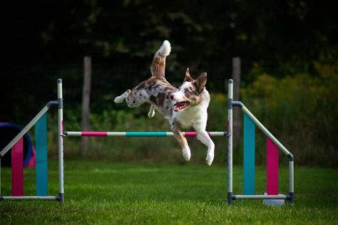 Quick & Nyx & Kasu on Instagram: “Crazy boy❤️🙈 . . #bordercollie #redmerle #redmerletricolor #training #sport #sportdog #running #agility #agilitydog #smoothbordercollie…” Dog Agility Aesthetic, Fit Dogs, Dog Sports, Kinds Of Dogs, Dog Agility, Border Collies, Sporting Dogs, Working Dogs, Dog Photos