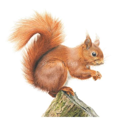 Pencil Techniques, Colored Pencil Techniques, British Wildlife, Red Squirrel, Colored Pencil, Pencil Art, Cotton Paper, Colored Pencils, Teddy Bear