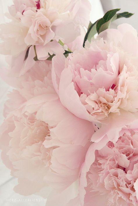 Peonies | Maiwonne | by herz-allerliebst Era Victoria, Săpunuri Handmade, Blush Peonies, Gladioli, Peony Wallpaper, Peonies Bouquet, Peony Flower, Ranunculus, Flower Backgrounds