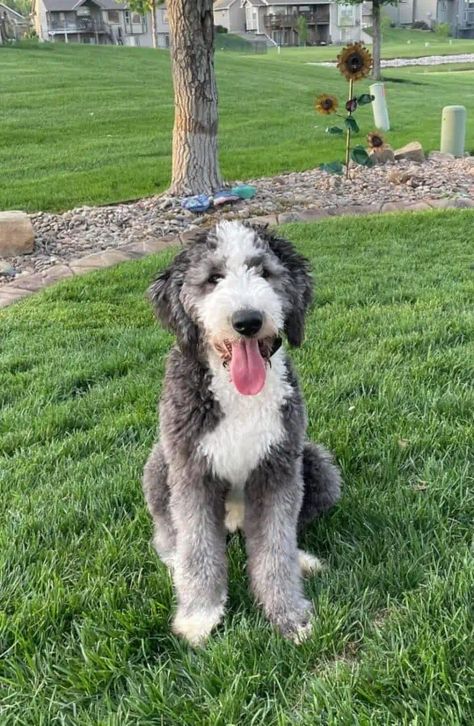 Mini Sheepadoodle Full Grown, Sheepadoodle Haircut Styles, Merle Sheepadoodle, Sheepadoodle Grooming Styles, White Toy Poodle, Sheepadoodle Puppy, Colors Pictures, Grooming Style, English Sheepdog