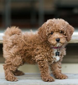 Hypoallergenic Dogs: A-Z List of 30 Family Dogs That Don’t Shed – All Things Dogs Best Hypoallergenic Dogs, Morkie Dogs, Family Dogs Breeds, Australian Silky Terrier, Hypoallergenic Dog Breed, Biewer Yorkie, Allergic To Dogs, Best Dogs For Families, Chinese Crested Dog