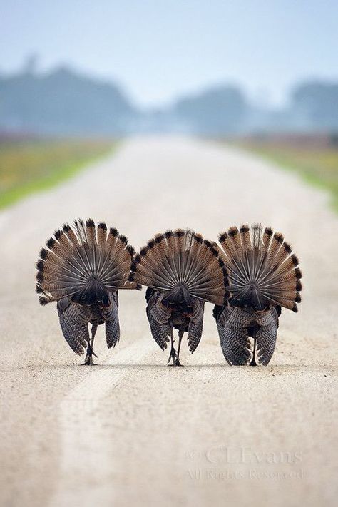 Turkey Hunt, Three Amigos, Dirt Road, Pretty Birds, Wild Life, Animal Photo, Bird Watching, 귀여운 동물, Animals Friends