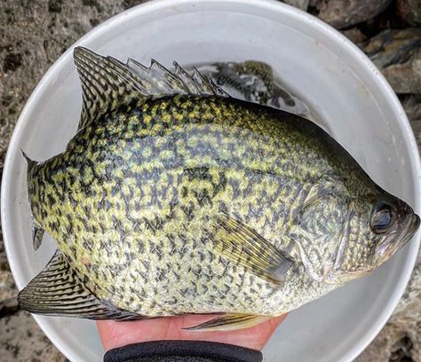 3 Things You NEED TO Know About Fishing The Crappie Spawn Fresh Fish Photography, Crappie Rigs, Crappie Fishing Tips, Fishing Basics, Diy Fishing Lures, Fishing Bobber, Smallmouth Bass, Fishing Diy, Fishing Rigs