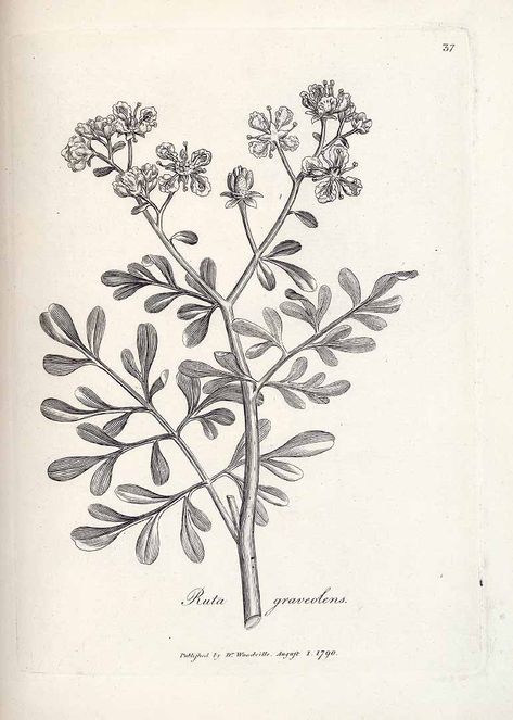 125280 Ruta graveolens L. / Woodville, W., Medical botany, vol. 1: t. 37 (1790) Cimaruta Tattoo, Ruda Plant, Ruta Graveolens, Science Illustration, Plant Tattoo, Plant Drawing, Nature Tattoos, Arte Inspo, Chest Tattoo