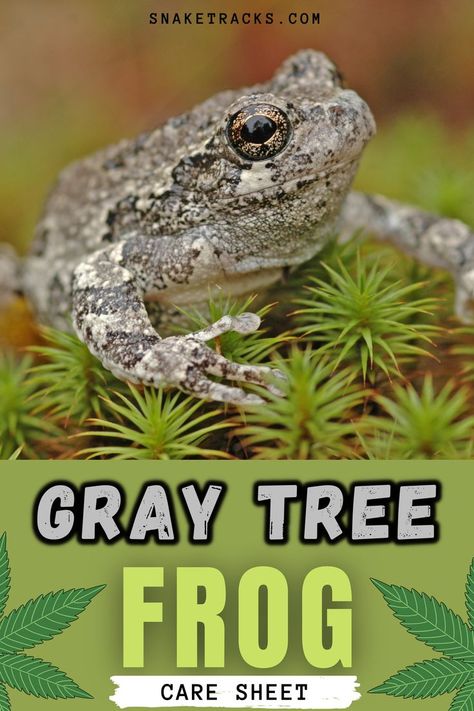 Grey Tree Frog, Tree Frog Terrarium, Gray Tree Frog, Frog Terrarium, Frog Species, Northern Florida, Pet Frogs, Gray Tree, Southern Ontario