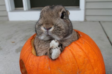 Bunny in a pumpkin Rabbit Pumpkin, Pumpkin Bunny, Fall Animals, Bunny Stuff, Rabbit Eating, Pumpkin Carving Ideas, Kawaii Bunny, Carving Ideas, Character Inspo