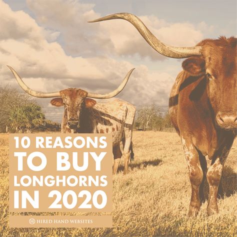 Texas Longhorns Aesthetic, Texas Longhorn Shirt, Hook Em Horns Texas Longhorns, Vintage Texas Longhorns, Texas Longhorns Baseball, Longhorn Cattle, Longhorn Cow, How To Start Conversations, Texas Longhorns