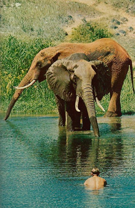 Vintage National Geographic National Geographic Archives, National Geographic Animals, National Geographic Photography, Bull Elephant, Elephant Walk, King Of The World, Save The Elephants, Animal Science, Asian Elephant