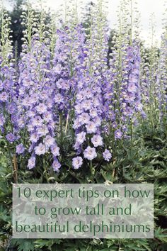 Delphinium Garden, Bungalow Garden, Delphinium Flower, Raising Butterflies, Deer Repellant, Delphinium Flowers, Rogers Gardens, Country Gardens, Corner Garden