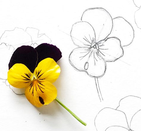 Botanical Drawing tutorial – Viola/Pansy Flower Line Drawing, Viola Flower, Botanical Drawing, Doing Better, Happy Paintings, Botanical Drawings, Flower Images, Pansies, Flower Drawing