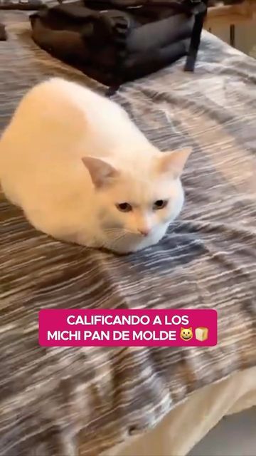 Gato Pan, Cats Stuff, October 20, Peru, On Instagram, Instagram, Molde