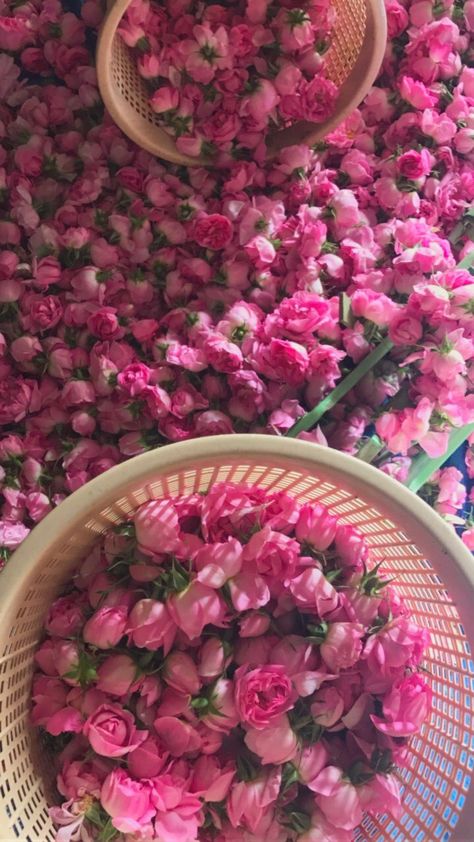 Pink Indian Aesthetic, South Asian Aesthetic, Desi Love, Indian Flowers, Nothing But Flowers, Flower Therapy, Indian Aesthetic, Love Flowers, Flowers Photography