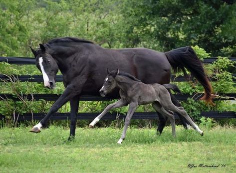 Warmblood Foal, Horse Reference Photos, Quarter Horse Foal, Foals Playing, Horse And Foal, Foal Horse, Horse Poses, Horse Foal, Mare And Foal