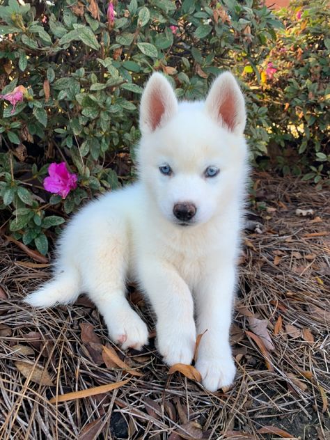 Baby Huskies With Blue Eyes, Cute Husky Puppy Aesthetic, Red Husky Puppy, All White Husky Blue Eyes, Husky Puppies With Blue Eyes, Wooly Husky Puppy, White Husky Puppy Blue Eyes, Yakutian Laika Puppy, Husky Puppies Aesthetic