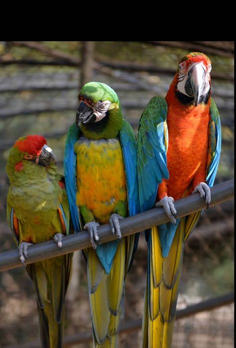 Radar the red fronted macaw, Peanut the milligold macaw and George the Harlequin macaw were found discussing Crowdrise strategies for our Holiday Crowdrise Challenge! We believe it went something like this: Radar: You dactyls are worthless sometimes, listen to me, not the hoard! Peanut: Hello Peanut! Hellooooo! George Takei: Lions and Tigers and Bears! Oooohhhhh My! Radar: Use your foots and tap the people finger things and go to the picture box and push in your monies! #dactyl   #Noahsark Red Fronted Macaw, Miligold Macaw, Harlequin Macaw, Types Of Parrots, Beautiful Parrots, Baby Christmas Photography, George Takei, Lions And Tigers, Palm Frond Art