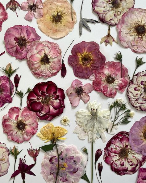 How To Press Roses, Press Roses, Pressed Roses, Botanical Collage, Free Wallpaper Backgrounds, Pressed Flower Crafts, Gothic Wallpaper, Bojack Horseman, Pressed Flower Art