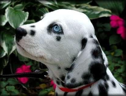 blue eyes Puppies With Blue Eyes, Dalmatian Puppies, Dalmatian Puppy, Dalmatian Dog, Dalmatian Dogs, Cute Critters, Animal Pics, Cute Creatures, Cute Pets