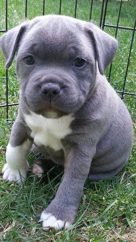 Blue and white staffie puppy Staffie Puppies, Pit Bull Puppies, Cele Mai Drăguțe Animale, Francia Bulldog, Best Dog Breeds, About Dogs, Pitbull Puppies, Staffordshire Bull Terrier, Pitbull Terrier