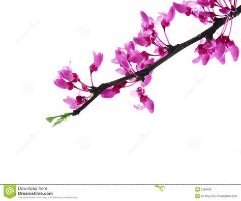 Redbud Trees, Judas Tree, Eastern Redbud, Halloween Wood Signs, Redbud Tree, Bear Paintings, Flower Stock, Spring Nature, Tree Tattoo