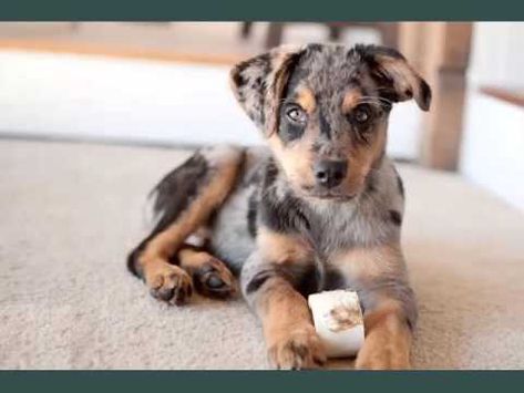 Australian Shepherd Lab Mix, Australian Shepherd Red Tri, Beagle Mix Puppies, Shepherd Mix Puppies, Lab Mix Puppies, German Dog Breeds, Merle Australian Shepherd, Puppy Dog Pictures, Shepherd Mix Dog