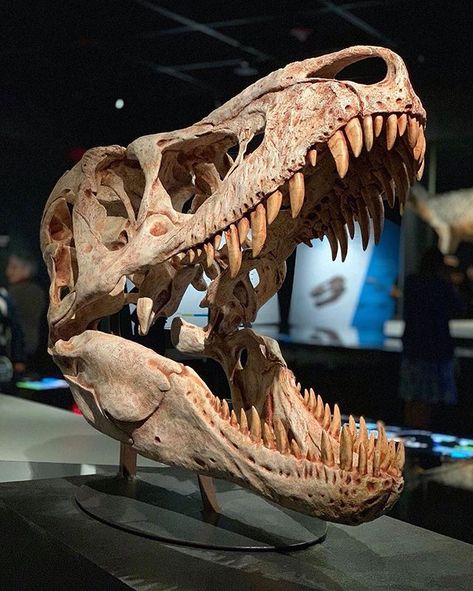 Dinosaur Skull Reference, Parasaurolophus Skull, Tyrannosaurus Skeleton, Dino Skull, T Rex Skull, Dinosaur Museum, Skull Reference, Prehistoric Wildlife, Animal Skeletons