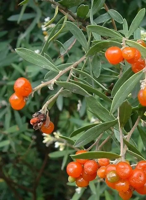 7 Most Poisonous Berries (With Photos and Descriptions) - Owlcation Poisonous Berries, Elderberry Plant, Poisonous Plants, Perennial Herbs, Wild Berry, House Plant, All About Plants, Red Berries, Lily Of The Valley