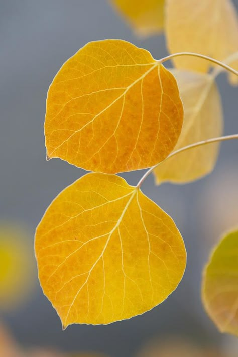 Aspen Leaves, Aspen Leaf, Aspen Trees, Foto Art, Autumn Beauty, Yellow Leaves, Yellow Aesthetic, Tree Leaves, Autumn Colors