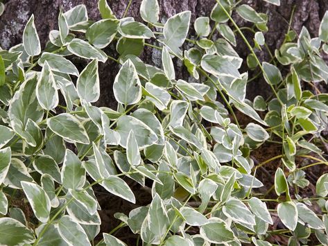 Shade! - bedroom - Variegated Vinca Vine Is the Houseplant Your Space Is Missing - Southern Living Vinca Vine, Hardy Hydrangea, Vinca Minor, Bigleaf Hydrangea, Invasive Plants, Foundation Planting, Plant Guide, Ground Cover Plants, Free Plants