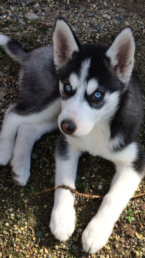 Husky Puppy Training, Caine Husky, Cute Husky Puppies, White Husky, Cute Husky, Siberian Husky Dog, Cute Dog Pictures, Husky Puppy, Dog Runs