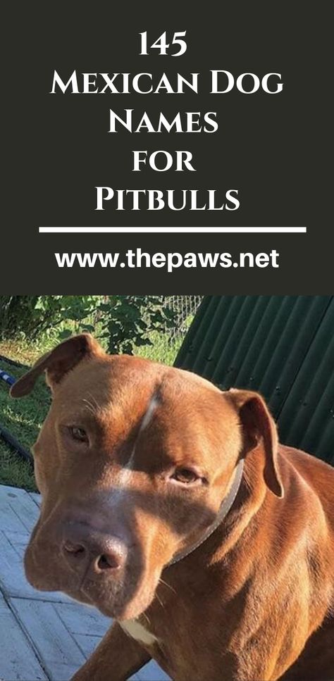 Here are the 145 Mexican Dog Names for Pitbulls #pitbulls #pitbull #pibullnames #dognames #dogs #mexicandognames #pets Boy Pitbull Names, Names For Pitbulls, Male Pitbull Names, Female Pitbull Names, Pitbull Puppy Names, Red Nose Pitbull Puppies, Pitbull Dog Names, Mexican Names, Female Pitbull